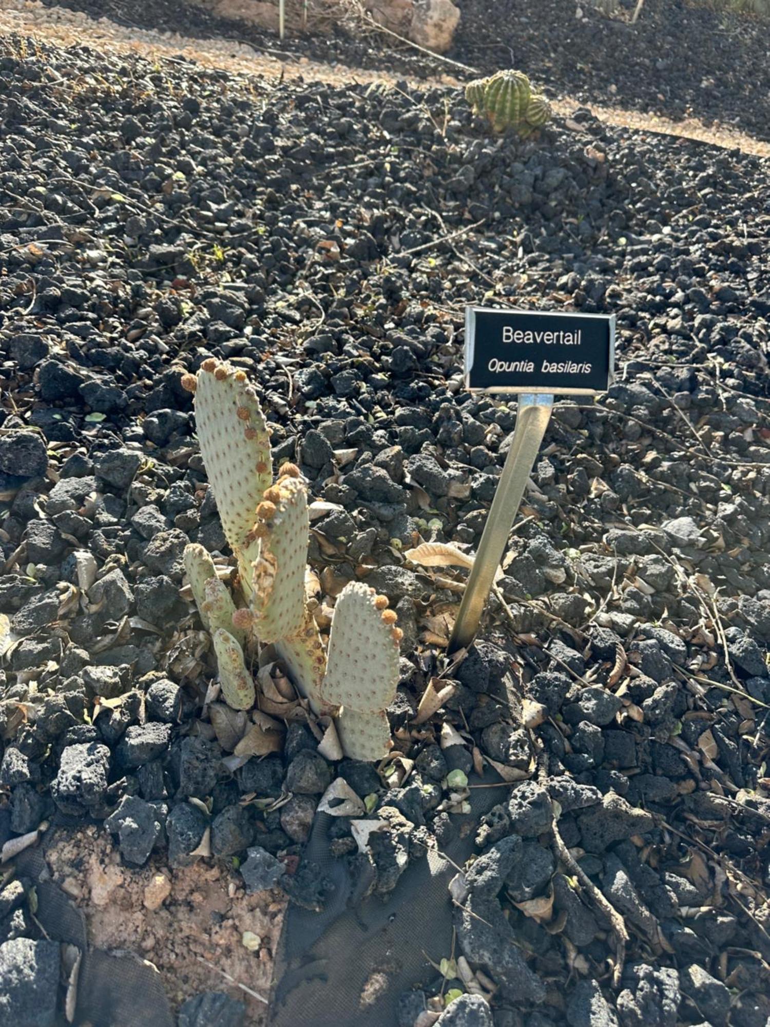 فيلا Copper Creek Farm Toquerville المظهر الخارجي الصورة